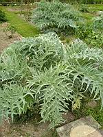 Cardon, Cynara cardunculus (prise a Cormatin)(1)